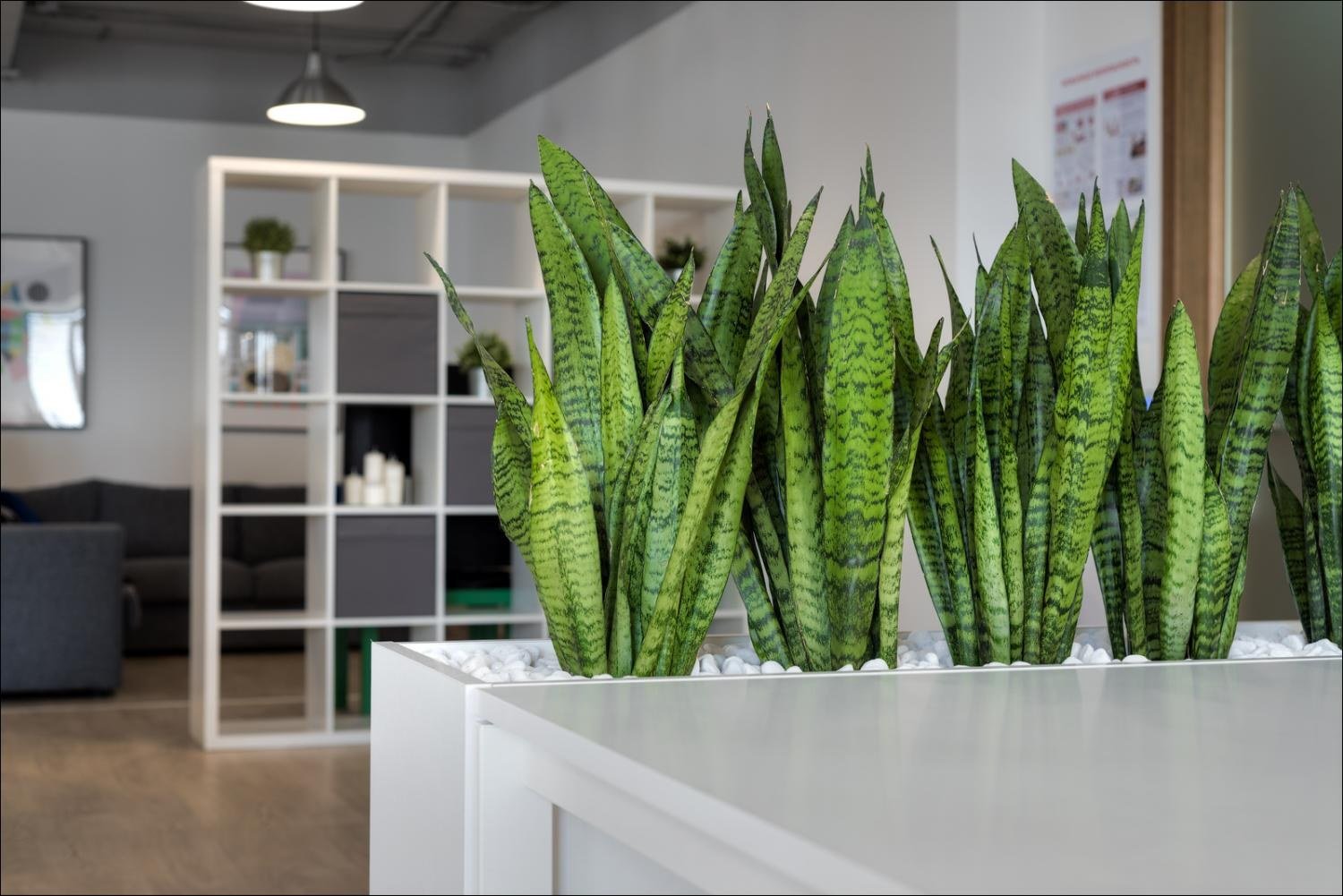 Tropical Mirage - Image 2