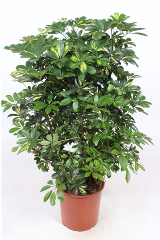 Winter Wonderland Orchid Arrangement - Image 2