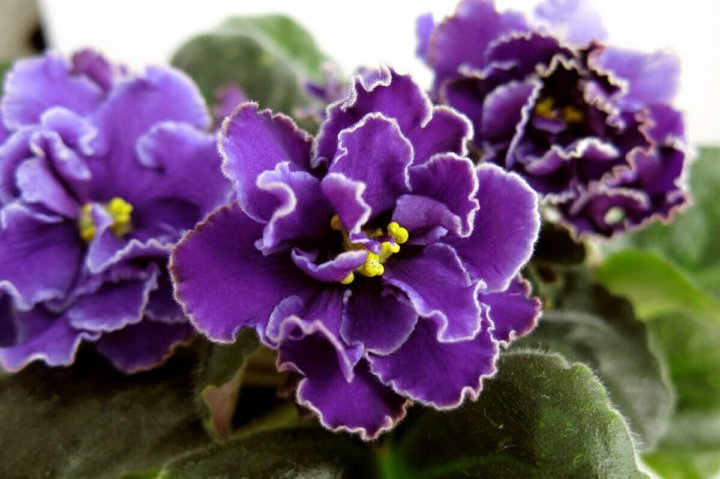 Autumn Maple Leaf & Berry Centerpiece - Image 4