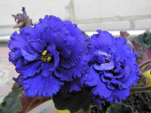 Autumn Maple Leaf & Berry Centerpiece - Image 2