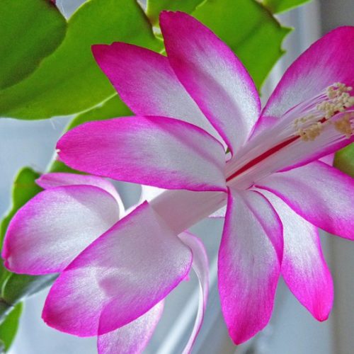 Easter Lily & Tulip Bouquet