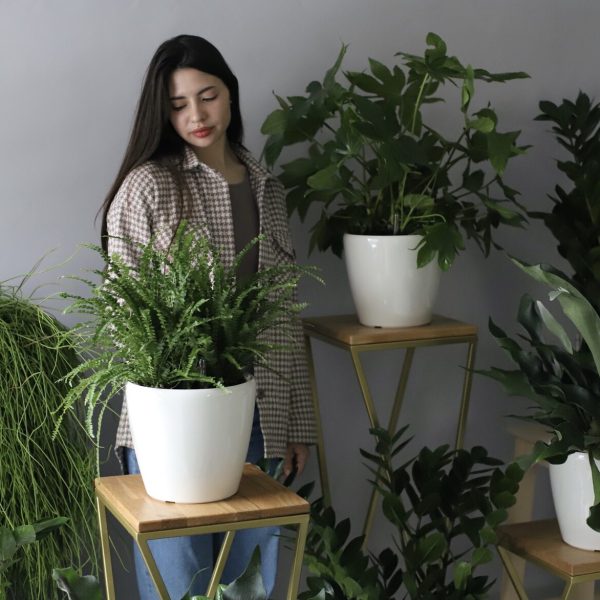 Lavender Rose & Lily Mix