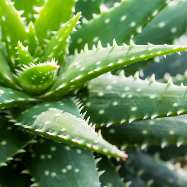 Cherry Blossom Delight