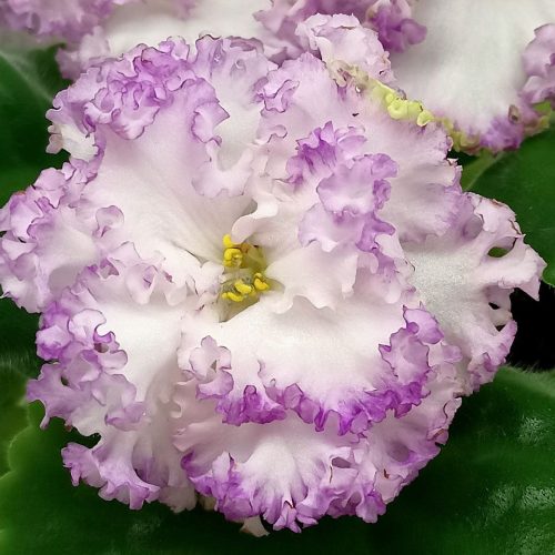 Autumn Maple Leaf & Berry Centerpiece