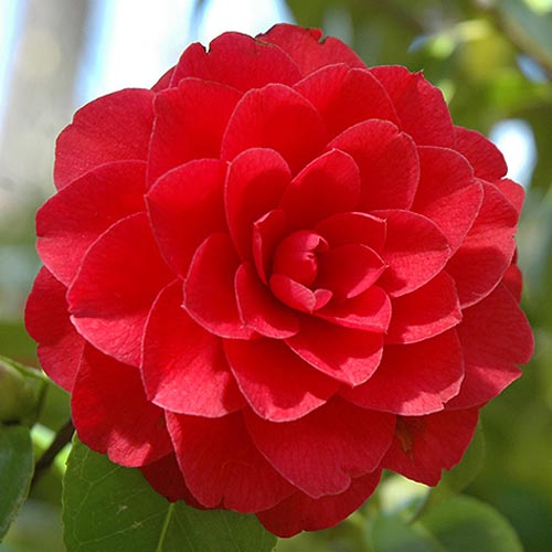 Citrus Blossom & Eucalyptus - Image 2